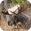 Nature Moose. Smart Wallpaper