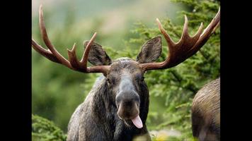 Nature Moose. Smart Wallpaper capture d'écran 1