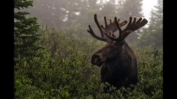 Nature Moose. Smart Wallpaper capture d'écran 2