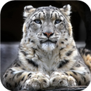 Snow Leopard Wallpaper-APK