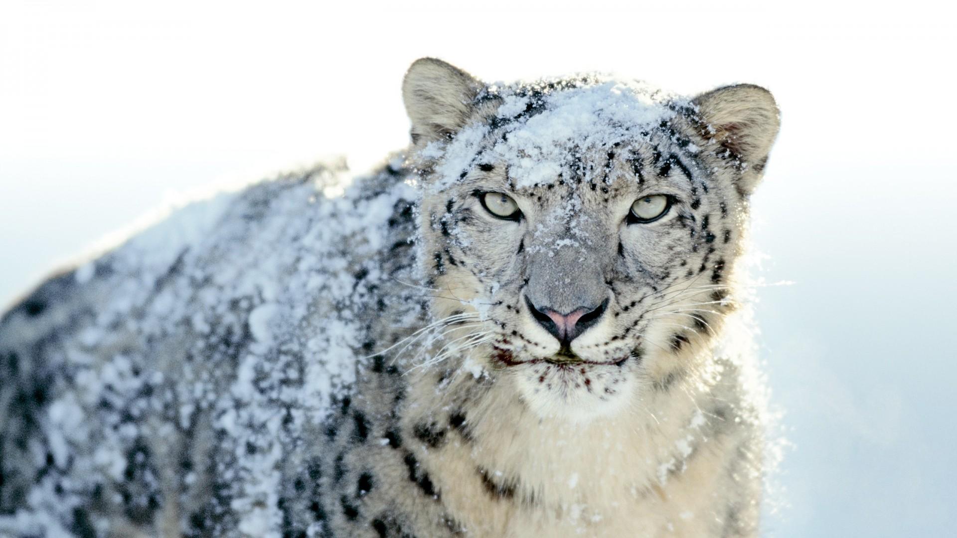 Snow Leopard Wallpaper For Android Apk Download