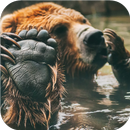 Grizzly Bear Wallpapers APK