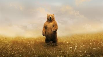 Grizzly Bear Wallpapers скриншот 1