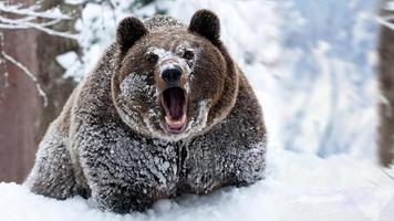 Grizzly Bear Wallpapers скриншот 3