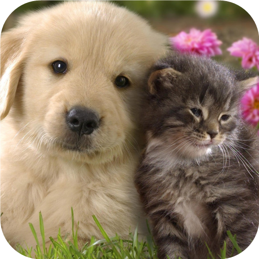 Labrador. Dog Wallpapers