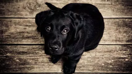Скачать Labrador. Dog Wallpapers APK