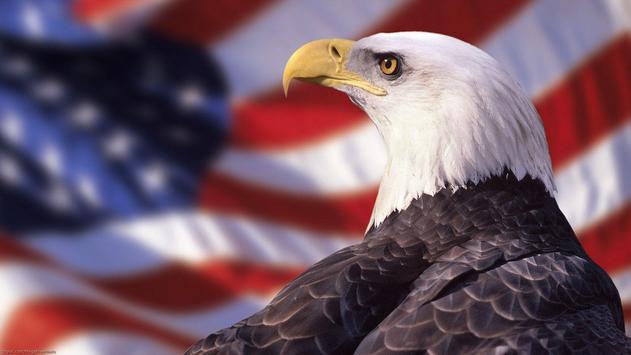 american eagle hd wallpaper apk download free personalization app
