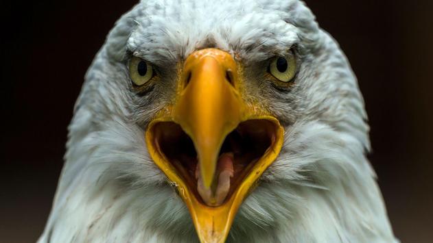 american eagle hd wallpaper apk download free personalization app