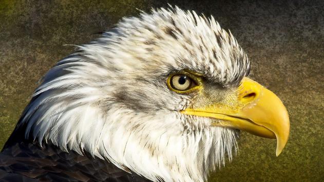 american eagle hd wallpaper apk download free personalization app