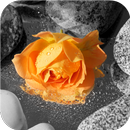 APK Passion Flower Wallpaper