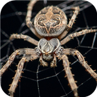 Spider Wallpapers icon