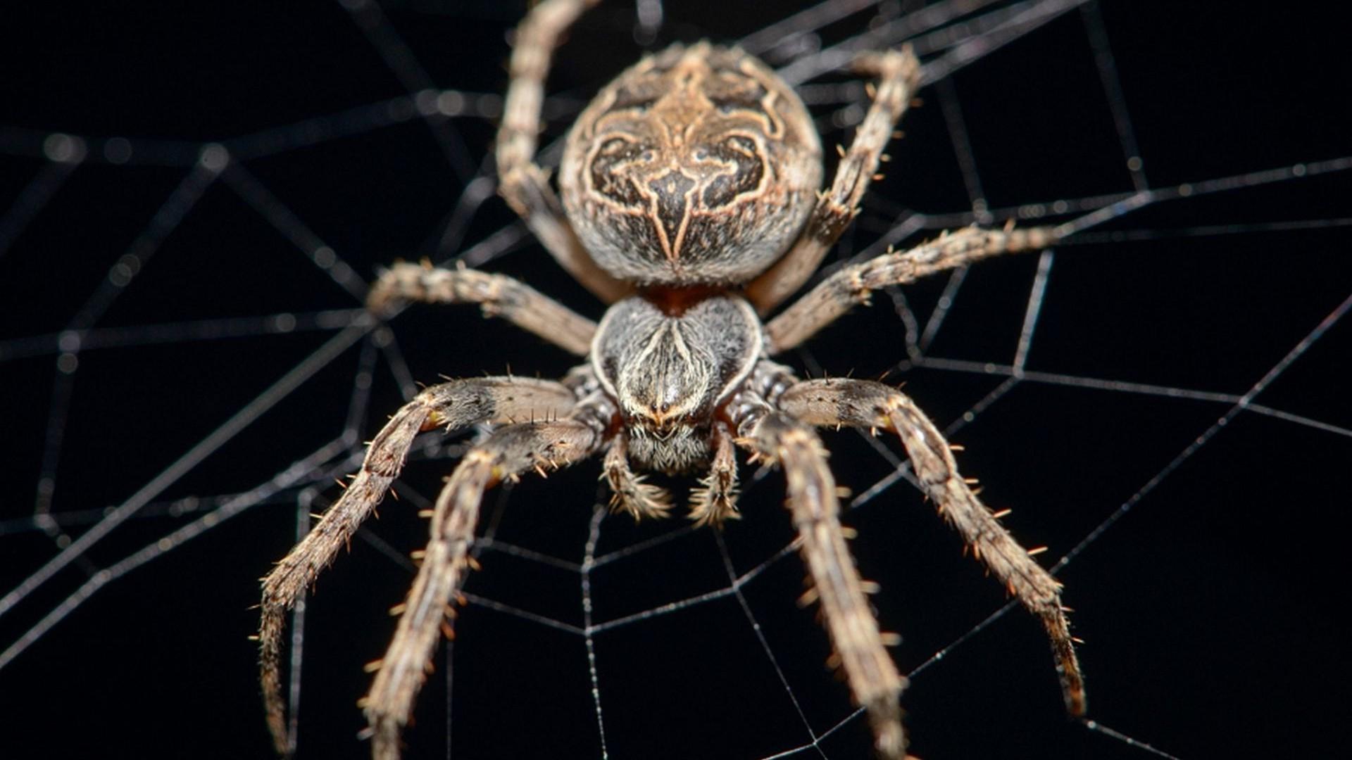 Down spiders. Крестовик Сибирский паук Сибирский. Тарантул Мизгирь. Паук Мизгирь крестовик. Южнорусский Тарантул крестовик.