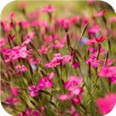 APK Flower Party. Summer Wallpapers