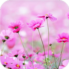Blossom. Super Wallpapers 아이콘
