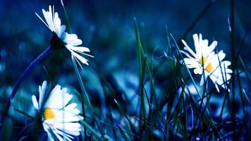 Blossom. Super Wallpapers 포스터