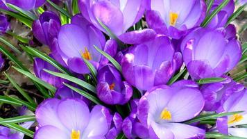 Blossom. Super Wallpapers 스크린샷 1
