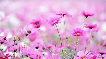 Blossom. Super Wallpapers 스크린샷 3