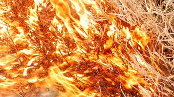 Flame Walls ảnh chụp màn hình 3