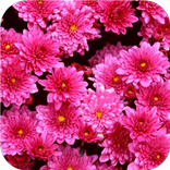 Flower Paradise. Super Wallpapers