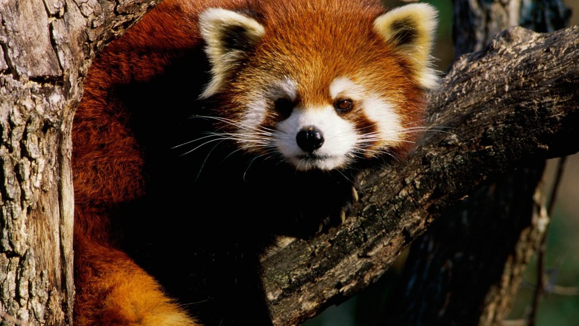 Red Panda Wallpapers for Android - APK Download