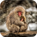 APK Monkeys. Animals Wallpaper