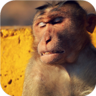 Life. Monkeys. Wallpapers icon