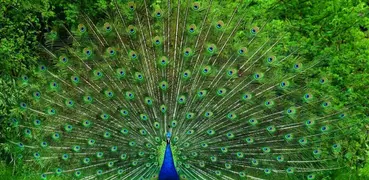Peacocks. Super Wallpapers