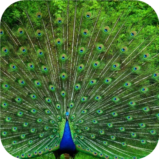 Peacocks. Super Wallpapers