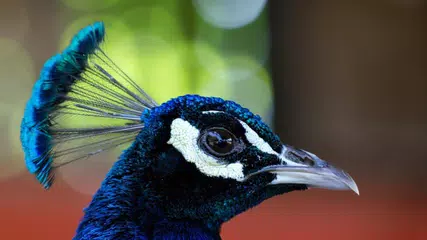 Peacocks. Super Wallpapers APK Herunterladen