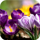 APK Colorful. Nature Wallpapers