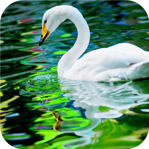 Swan. Birds. Live Wallpaper