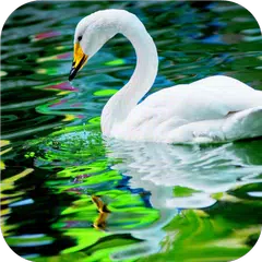 Swan. Birds. Live Wallpaper