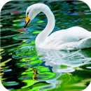 Swan. Birds. Live Wallpaper APK