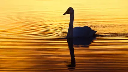 Swan. Birds. Live Wallpaper APK Herunterladen