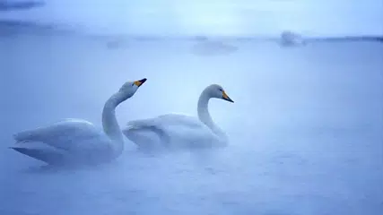 Swan. Birds. Live Wallpaper APK Herunterladen