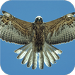 Flying Falcon. Birds Wallpaper
