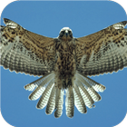 Flying Falcon. Birds Wallpaper icône