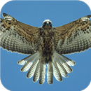 Flying Falcon. Birds Wallpaper APK