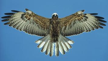 Flying Falcon. Birds Wallpaper Affiche