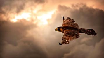 Flying Falcon. Birds Wallpaper capture d'écran 1