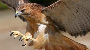 Flying Falcon. Birds Wallpaper capture d'écran 3