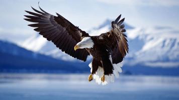 Washington Bird. Animals Wallpapers 截圖 1