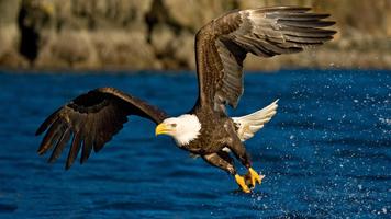 Washington Bird. Animals Wallpapers capture d'écran 2