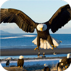 Bald Eagle. Animals Wallpapers icon