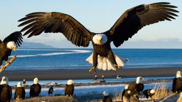 Bald Eagle. Animals Wallpapers poster