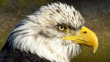 Bald Eagle. Animals Wallpapers screenshot 1