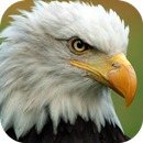 APK Eagle. Super Wallpapers