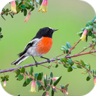 Robin. Birds Wallpaper أيقونة