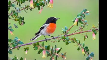 Robin. Birds Wallpaper poster