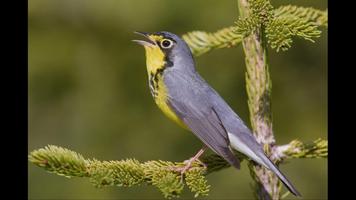 برنامه‌نما Warbler. Birds Wallpapers عکس از صفحه